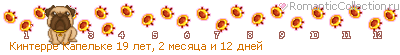 ИРЛАНДСКИЙ МЯГКОШЕРСТНЫЙ ПШЕНИЧНЫЙ ТЕРЬЕР